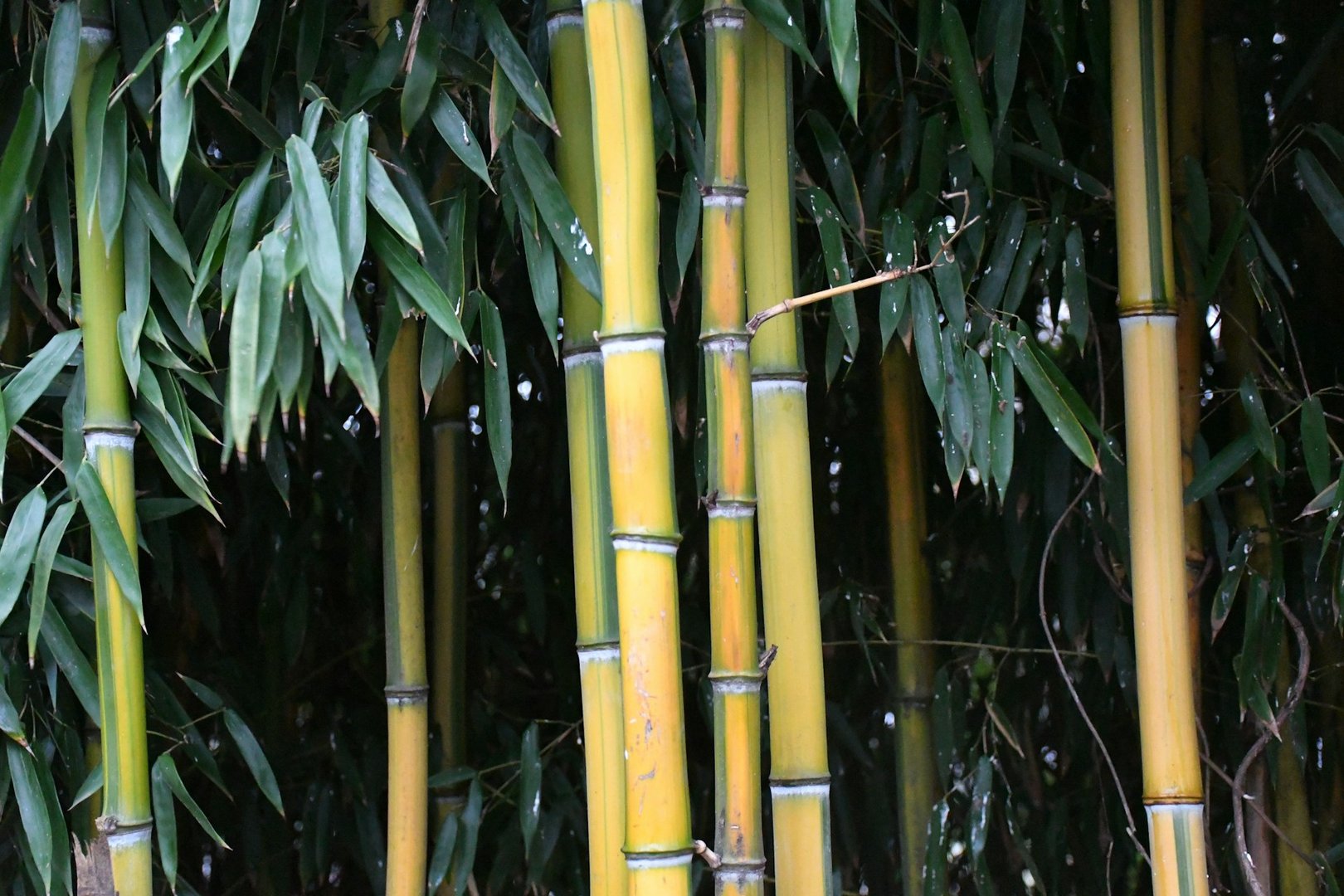 Bali Beach & Yoga Retreat