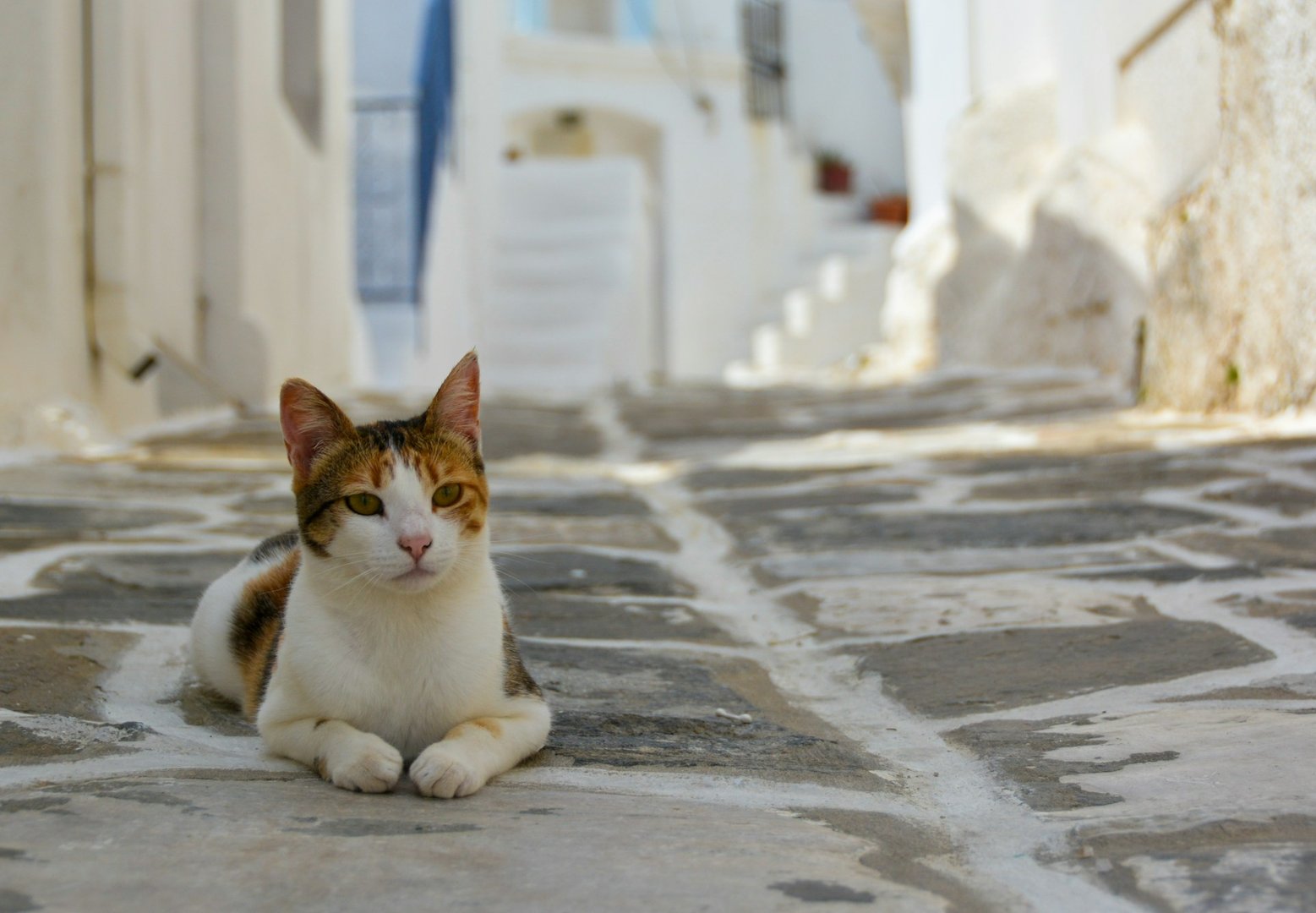 Cycladic Islands & Athens Adventure